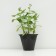 Cleanot Telephium "Manster Dark Red", pot C2, 1 pc, Spring 2024