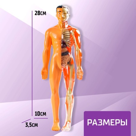 Set for experiments "body structure", human anatomy-1