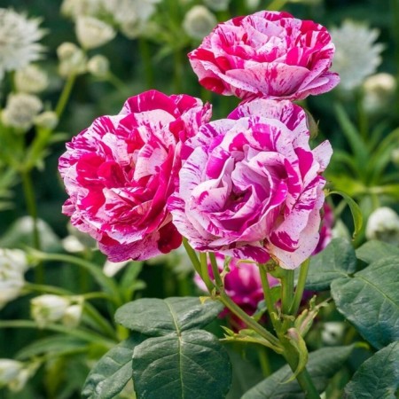 Sahenian Rosa "Ferdinand Pichard", tube, spring 2025