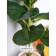 Ficus in a cement pot with a stand of MDF, 140 × 140 × 690 mm, green / white / beige color