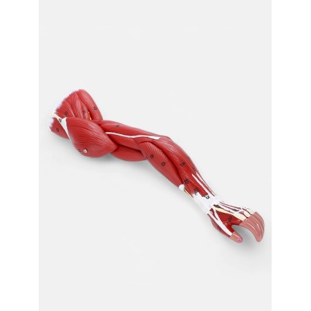 Matcage "Hand, Muscle Building" 38cm-8
