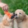 Chewing toy with a rope "Bone on a leash", 9.5 cm, pink
