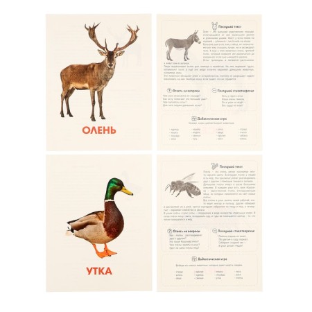 Training cards "Pets"-5