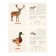 Training cards "Pets"