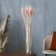 Dry Colossus of wheat, set 50 pcs., Pink color