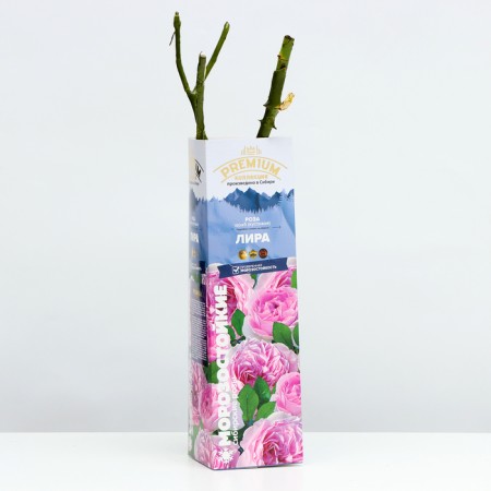 Shard Rosa Schrab "Lira", Kustovaya, 1 pc, spring 2024-1