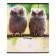 Notebook of 18 sheets in the Erichkrause “Fluff” cage, covered cartoon, OFSET block, mix