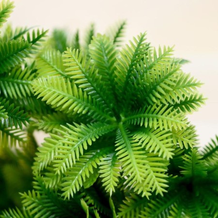 Bouquet "Araucaria Circular" 24 cm-1