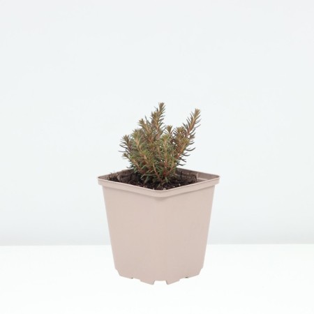 Sedum (Clean) Chokolait Ball, P9 P9, 1 pc, Summer 2024-1