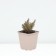 Sedum (Clean) Chokolait Ball, P9 P9, 1 pc, Summer 2024