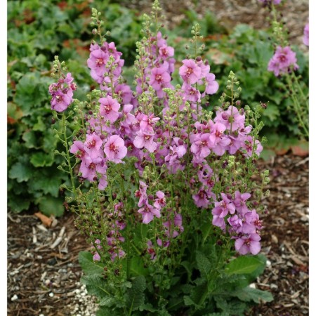 Meltedia (verbaskum) hybrid Pink Domino, rr I, 1 pc, spring 2025