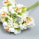 Flowers for decorating "Pion Lololipop" 1 bouquet = 6 colors white-green 9 cm