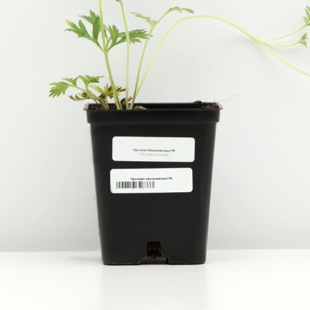 Occupational shelter, P9 pot, 1 pc, Spring 2024-3
