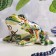 Souvenir "Frog Sonya", Gzhel, Color