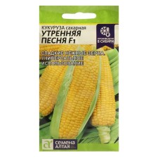 Corn seeds 