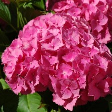 Саженец Гортензия "macr. Jip Pink", Горшок P10,5, Лето 2024