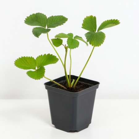 Strawberry Garden Rumba, P9 Pot, 1 pc, summer 2024-1