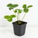 Strawberry Garden Rumba, P9 Pot, 1 pc, summer 2024