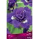 Iris Siberian "Kabum", 1 pc, rr I, spring 2025