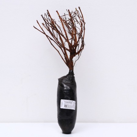 Lapceta shrubby (series Northern Garden) "Goldteppicha", 1 pc, tube, spring 2025-2
