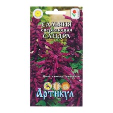Salvia flowers 