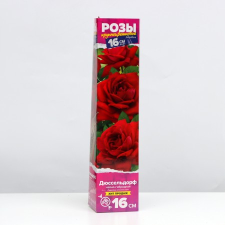 Saphenet Rosa Dusseldorf series "Grandiflora", 1 pc, spring 2024