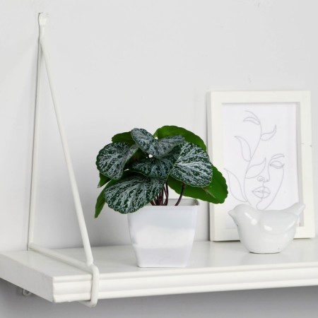 Bonsai in the pot "Begonia" 7x13 cm