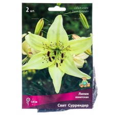 Lilia Asian Sweet Surrender, 14/16 rr, 2 pcs. 120 h (cm), autumn 2024