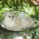 Gamak for a cat on a window, 50*30.5*20 cm, weight up to 8 kg, transparent