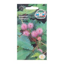 Flower seeds mimosa 
