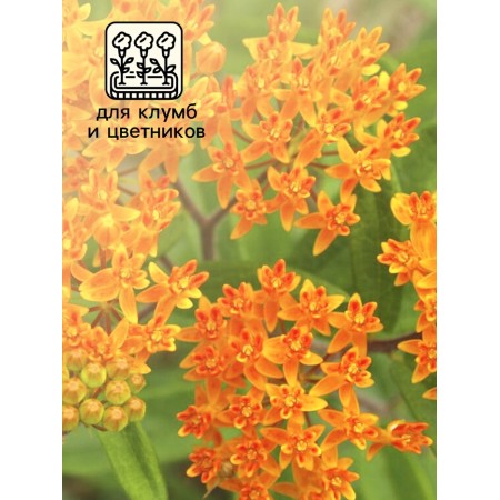 Seeds of Vatom "Zolotinka", 0.03 g-2