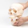 Model "Human Skull" 20*15*18cm