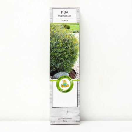 IV Purple "Nana", 1 pc, tube, spring 2025