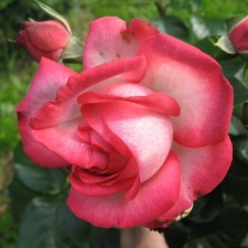 Seedling rose 