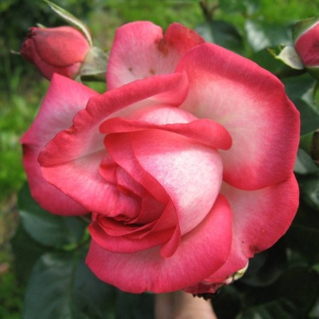Seedling rose "Antik", tube, spring 2025