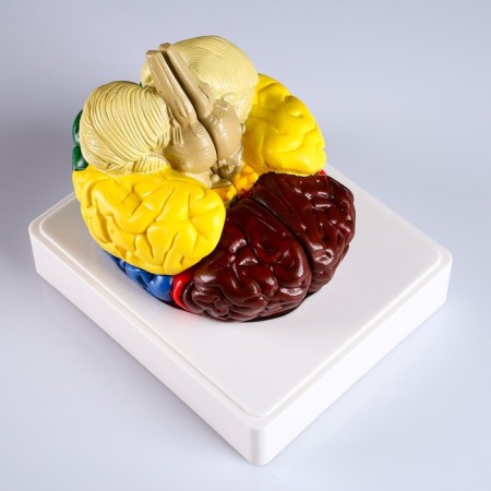 Ladder "Human Brain" 16*15cm-1