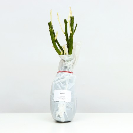 Cimono Rosa seedling, 1 pc, spring 2024-3
