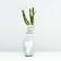 Cimono Rosa seedling, 1 pc, spring 2024