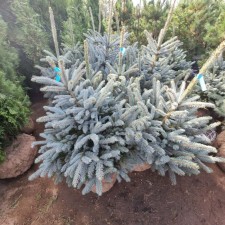 Sahenian spruce spike 