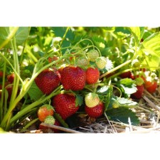 Strawberry Garden Kent, P9 Pot, 1 pc, Summer 2024