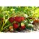 Strawberry Garden Kent, P9 Pot, 1 pc, Summer 2024