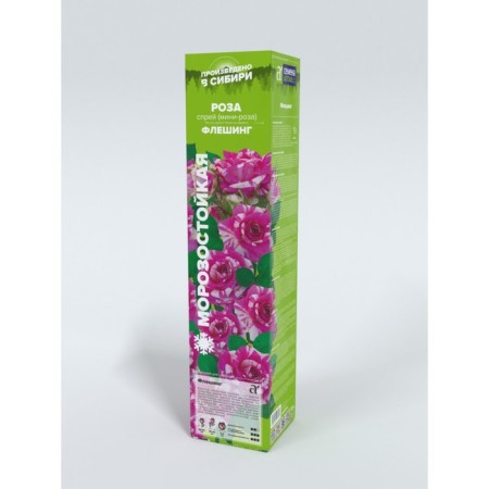 Saphenet Rosa Spray "Flashing", mini-cutting, 1 pc, spring 2024