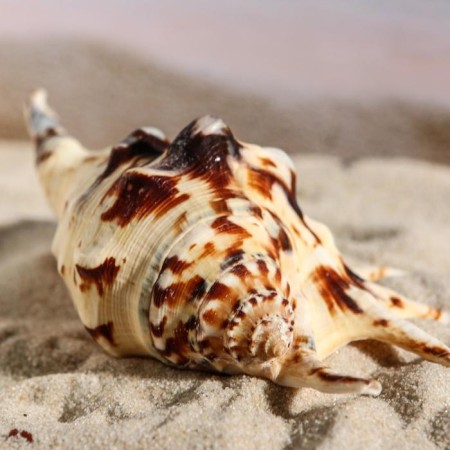 Decorative shell, 7-11 cm-3