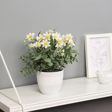 Bonsai in the pot "Freesia Premium Extra" 21x9 cm, mix-4