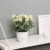 Bonsai in the pot "Freesia Premium Extra" 21x9 cm, mix
