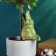 Irrigation for indoor and garden flowers "Congol" Kungur ceramics, 0.2l, 19cm, green