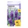 Lavender flowers "purple coloss", narrow -leaved, seed. Alt, c/n, 5 pcs
