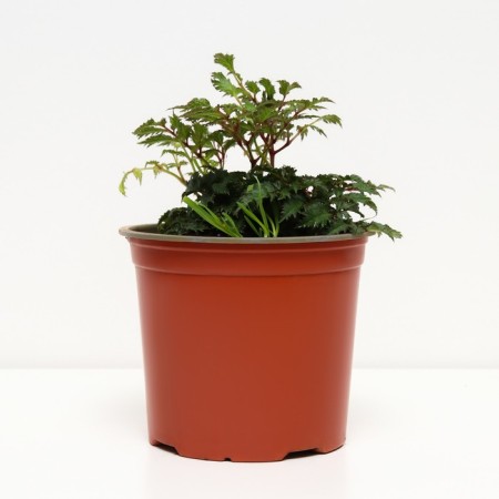 Astilba curly perkeo, C1.5 pot, H10-50 height, 1 pc, summer 2024-1