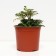 Astilba curly perkeo, C1.5 pot, H10-50 height, 1 pc, summer 2024