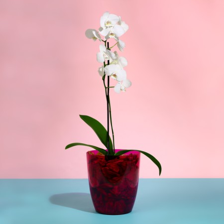 Pot for orchids, 2 l, 14.8 × 16.2 cm, round, plastic, transparent raspberry-2